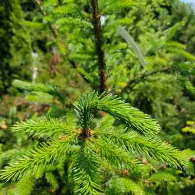 Picea omorika (Świerk serbski)