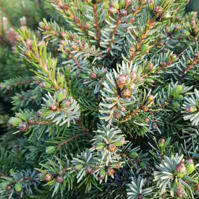 Picea omorika `Nana` (Świerk serbski)