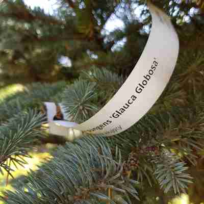 Picea pungens `Glauca Globosa` (Świerk kłujący)