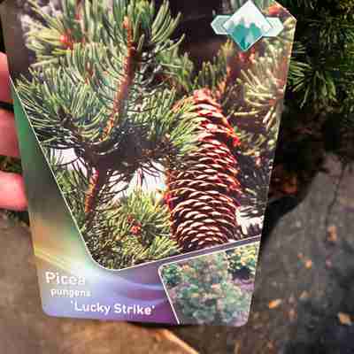 Picea pungens `Lucky Strike` (Świerk kłujący)