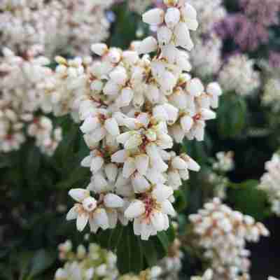 Pieris japonica `Bonfire` (Pieris japoński)