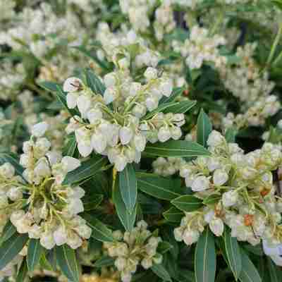 Pieris japonica `Debutante` (Pieris japoński)