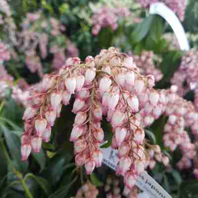Pieris japonica `Katsura` (Pieris japoński)