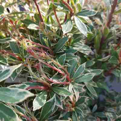 Pieris japonica `Little Heath` (Pieris japoński)