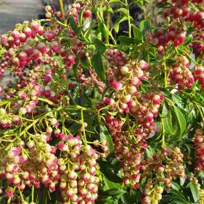 Pieris japonica `Passion` (Pieris japoński)