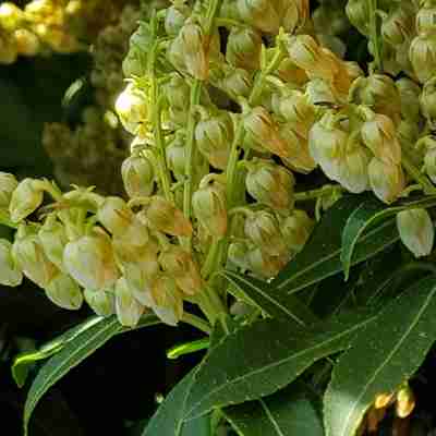 Pieris japonica `Sarabande` (Pieris japoński)