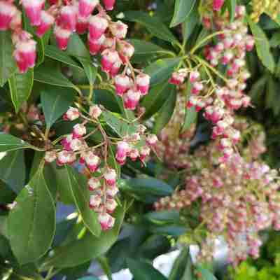 Pieris japonica `Valley Valentine` (Pieris japoński)