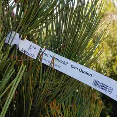 Pinus heldreichii `Den Ouden` (Sosna bośniacka)