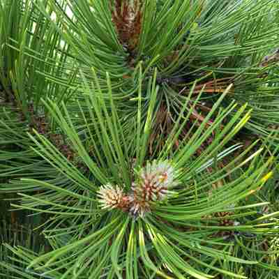 Pinus leucodermis `Compact Gem` (Sosna bośniacka)