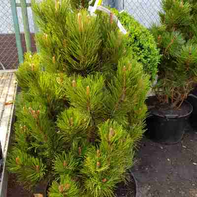 Pinus leucodermis `Satellit` (Sosna bośniacka)