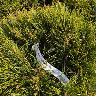 Pinus mugo pumilio (Sosna kosodrzewina)
