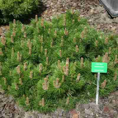 Pinus nigra `Hornibrookiana` (Sosna czarna)