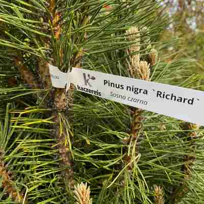 Pinus nigra `Richard` (Sosna czarna)