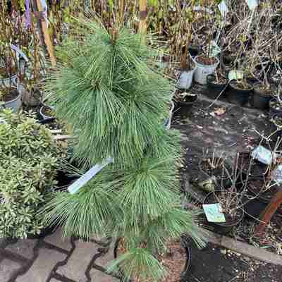 Pinus schwerinii (Sosna schwerina)