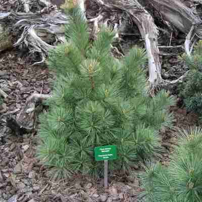 Pinus strobus `Macopin` (Sosna wejmutka)