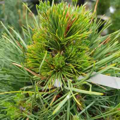 Pinus sylvestris `Globosa Viridis` (Sosna pospolita)