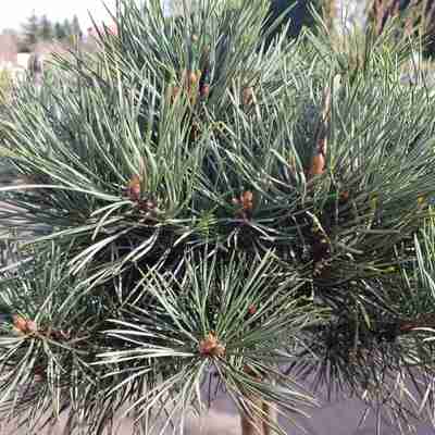 Pinus sylvestris `Watereri` (Sosna pospolita)