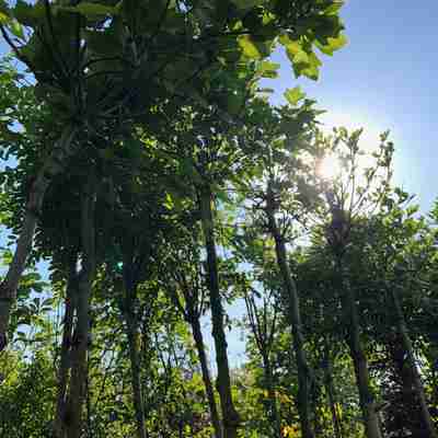 Platanus hispanica `Alphen's Globe` (Platan klonolistny)