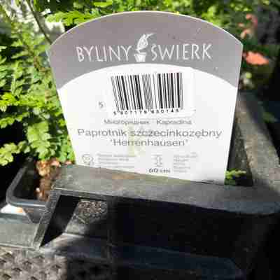 Polystichum setiferum `Herrenhausen` (Paprotnik szczecinkozębny)