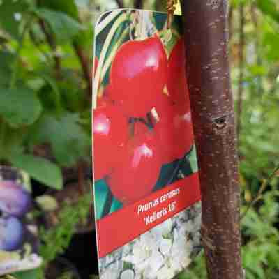 Prunus cerasus `Kelleris 16` (Wiśnia)