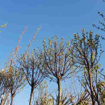 Prunus fruticosa `Globosa` (Wiśnia pospolita)
