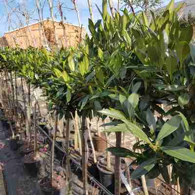 Prunus laurocerasus `Otto Luyken` (Laurowiśnia wschodnia)