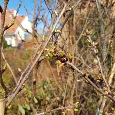 Prunus serrulata `Kiku-shidare-zakura` (Wiśnia piłkowana)