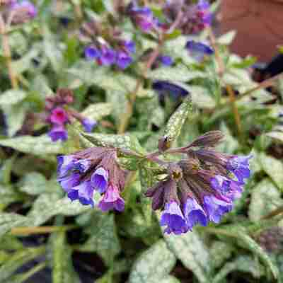 Pulmonaria `Trevi Fountain` (Miodunka)