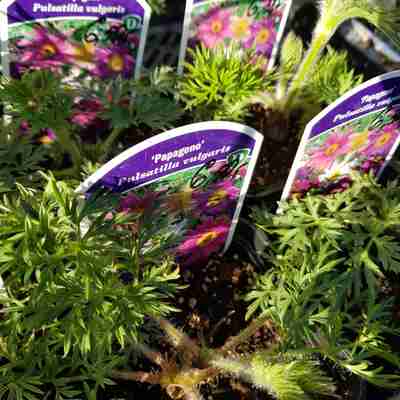 Pulsatilla vulgaris `Papageno` (Sasanka zwyczajna)