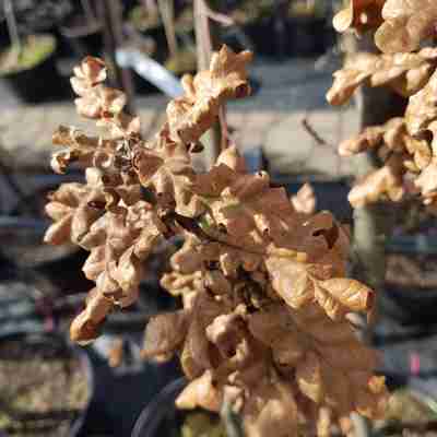 Quercus cerris `Curly Head` (Dąb burgundzki)