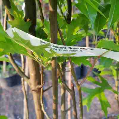Quercus palustris `Green Pillar` (Dąb błotny)