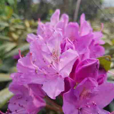 Rhododendron `Catawbiense Grandiflorum` (Różanecznik)