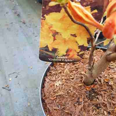 Rhododendron `Golden Lights` (Azalia)