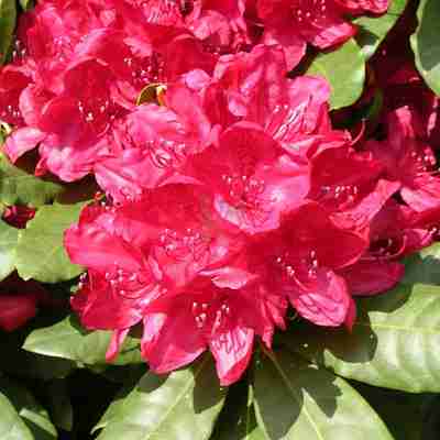 Rhododendron `Hachmann's Feuerschein` (Różanecznik)