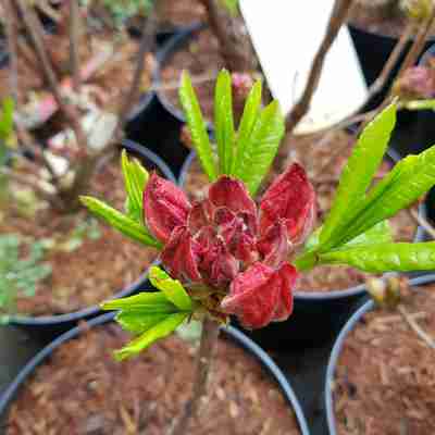 Rhododendron `Juanita` (Azalia)