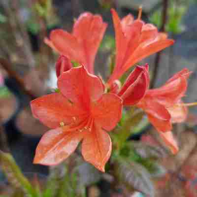 Rhododendron `Klondyke` (Azalia)