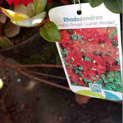 Rhododendron `Scarlet Wonder` (Różanecznik)