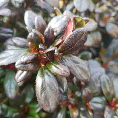 Rhododendron obtusum `Maruschka` (Azalia japońska)