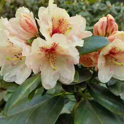 Rhododendron yakushimanum `Flava` (Różanecznik jakuszimański)