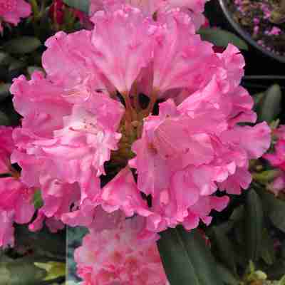 Rhododendron yakushimanum `Kalinka` (Różanecznik jakuszimański)
