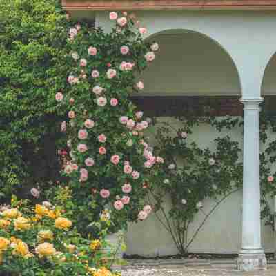 Rosa David Austin `A Shropshire Lad` (Róża angielska)