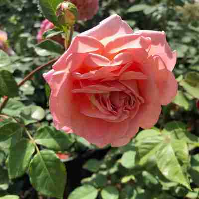 Rosa David Austin `Abraham Darby` (Róża angielska)