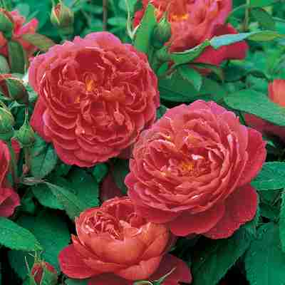 Rosa David Austin `Benjamin Britten` (Róża angielska)