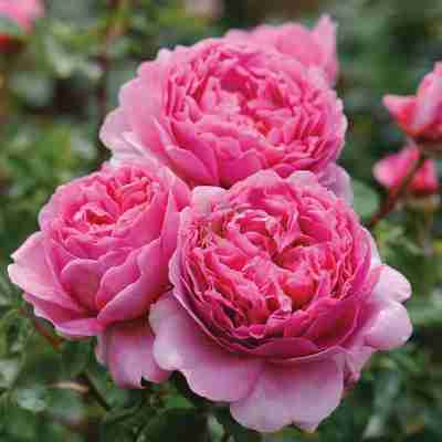 Rosa David Austin `Princess Alexandra of Kent` (Róża angielska)