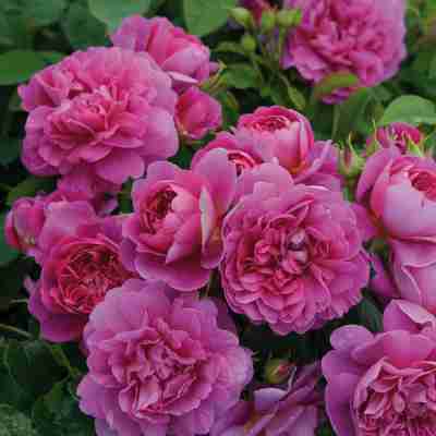 Rosa David Austin `Princess Anne` (Róża angielska)