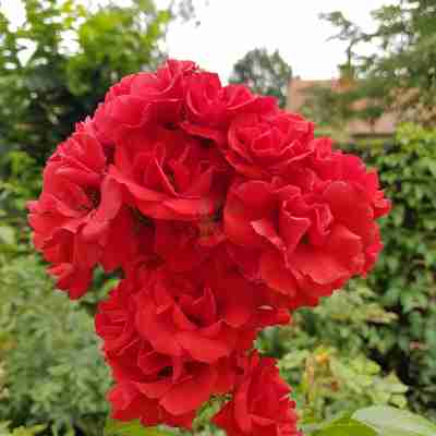 Rosa David Austin `Super Elfin` (Róża angielska)
