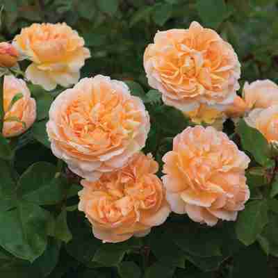 Rosa David Austin `The Lady Gardener` (Róża angielska)