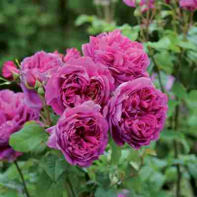 Rosa David Austin `Young Lycidas` (Róża angielska)