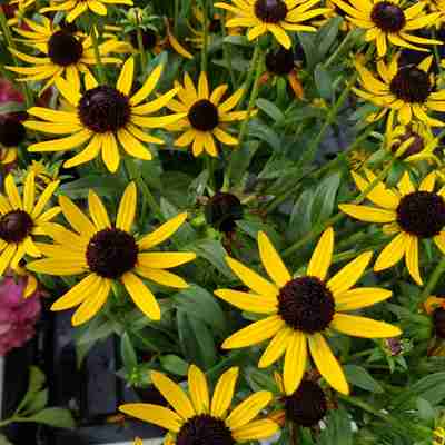 Rudbeckia fulgida `Little Goldstar` (Rudbekia)