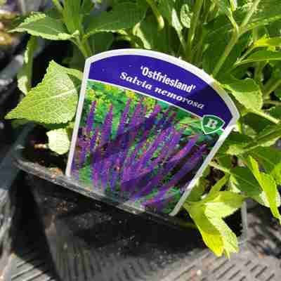 Salvia nemorosa `Ostfriesland` (Szałwia omszona)
